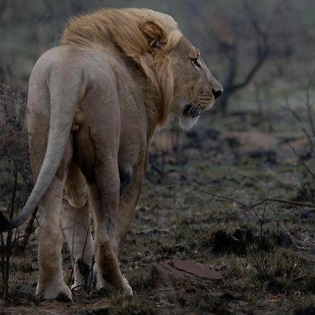 Sediba Luxury Safari Lodge 威尔吉旺登禁猎区 外观 照片