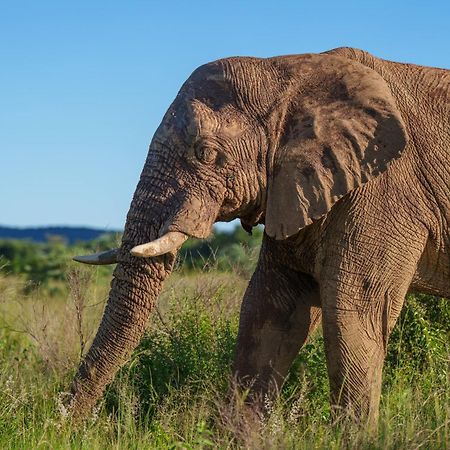 Sediba Luxury Safari Lodge 威尔吉旺登禁猎区 外观 照片