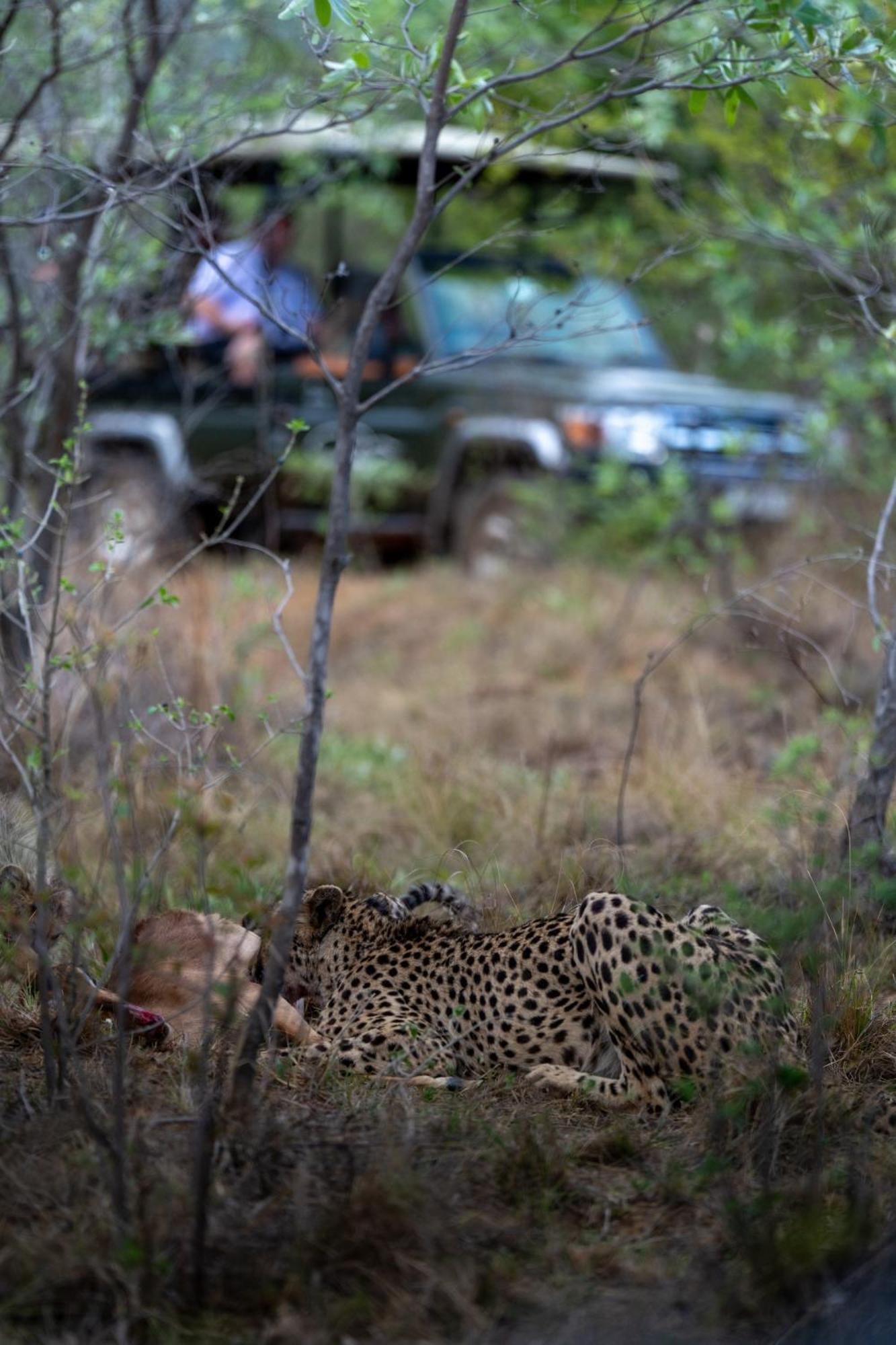 Sediba Luxury Safari Lodge 威尔吉旺登禁猎区 外观 照片