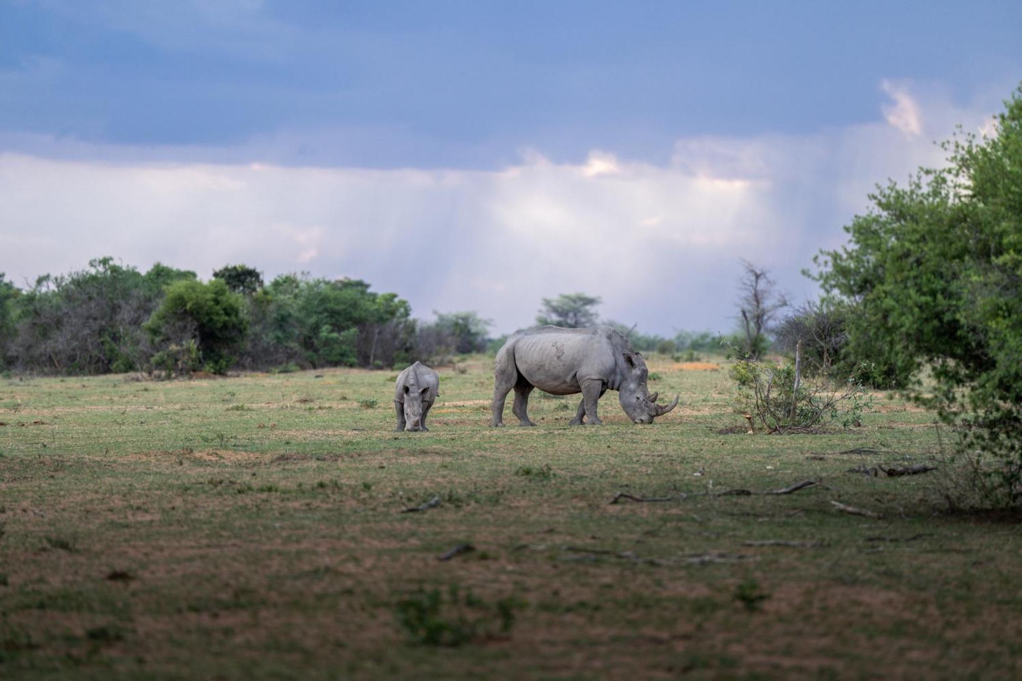 Sediba Luxury Safari Lodge 威尔吉旺登禁猎区 外观 照片