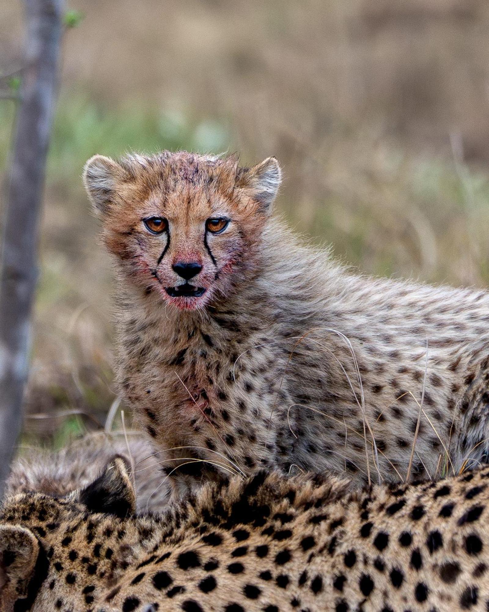 Sediba Luxury Safari Lodge 威尔吉旺登禁猎区 外观 照片