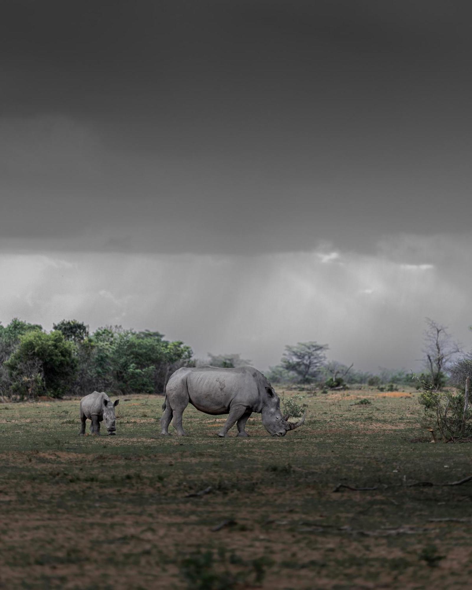 Sediba Luxury Safari Lodge 威尔吉旺登禁猎区 外观 照片