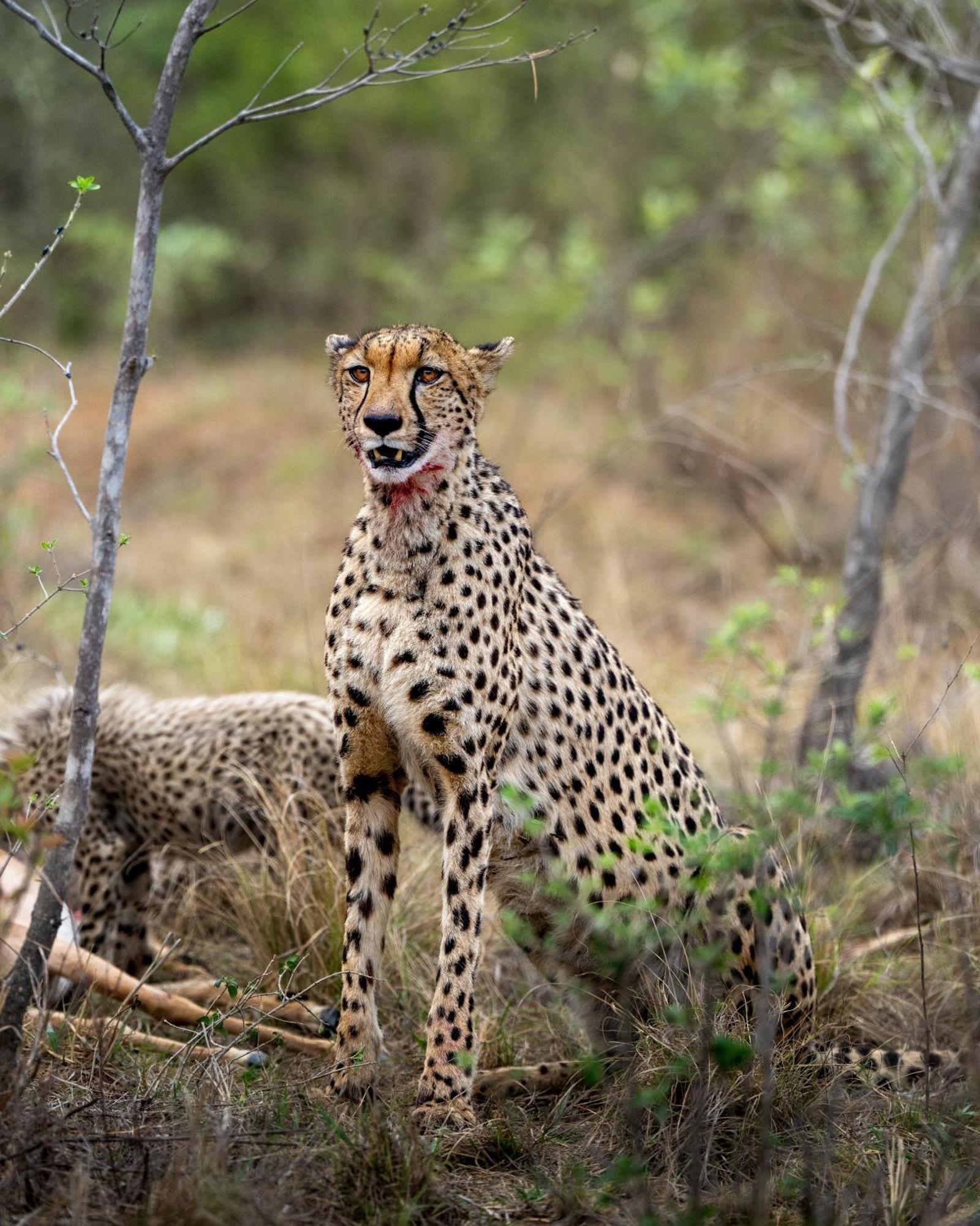 Sediba Luxury Safari Lodge 威尔吉旺登禁猎区 外观 照片