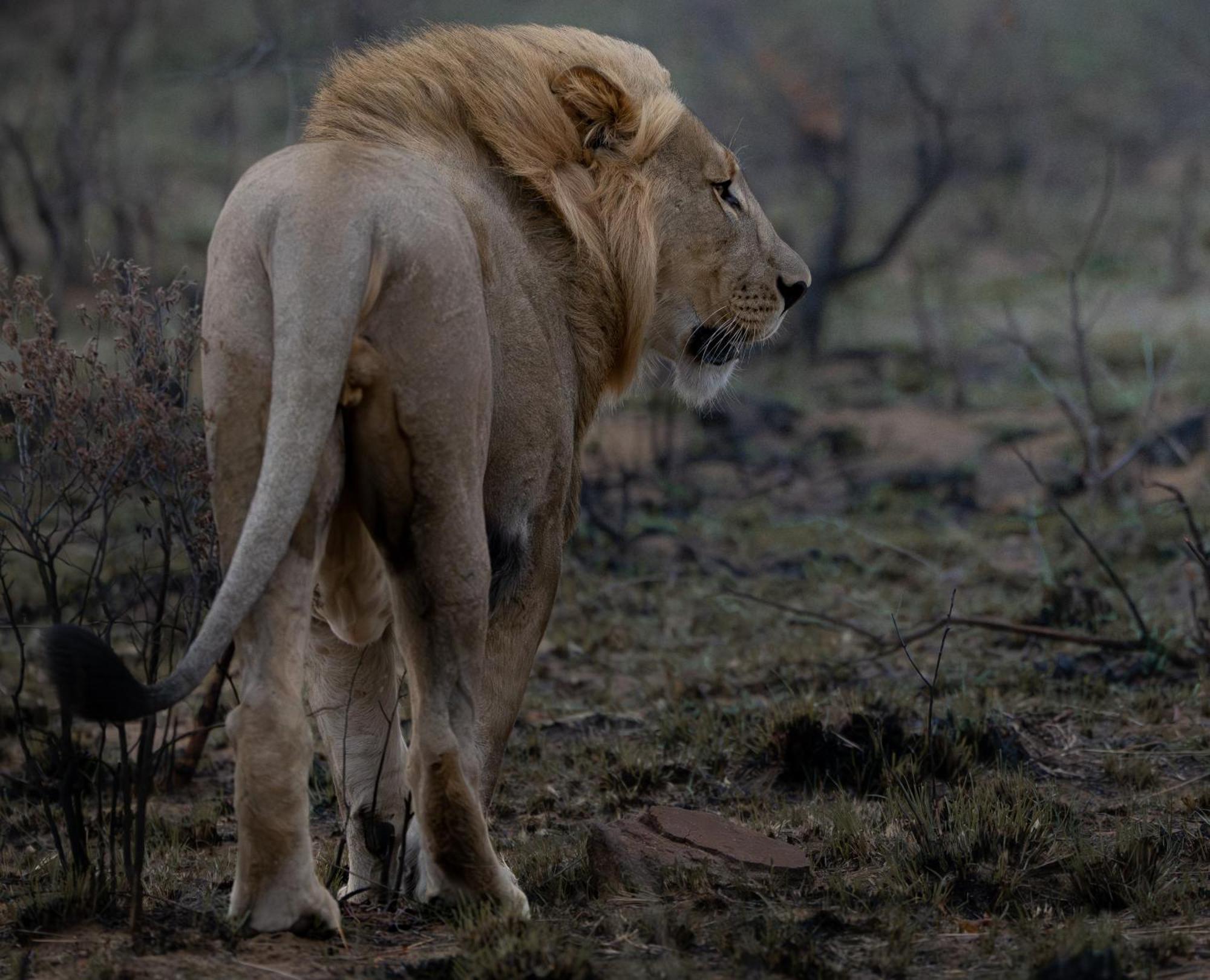 Sediba Luxury Safari Lodge 威尔吉旺登禁猎区 外观 照片