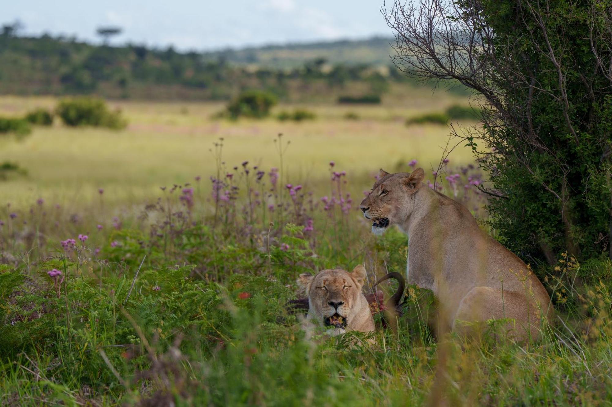 Sediba Luxury Safari Lodge 威尔吉旺登禁猎区 外观 照片