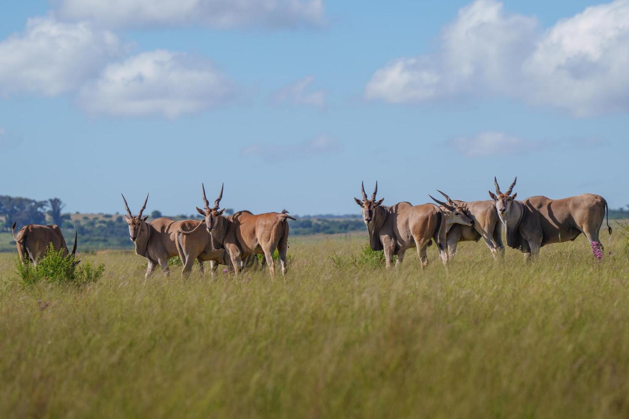 Sediba Luxury Safari Lodge 威尔吉旺登禁猎区 外观 照片
