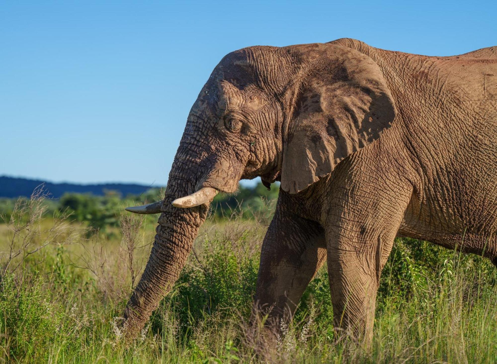 Sediba Luxury Safari Lodge 威尔吉旺登禁猎区 外观 照片