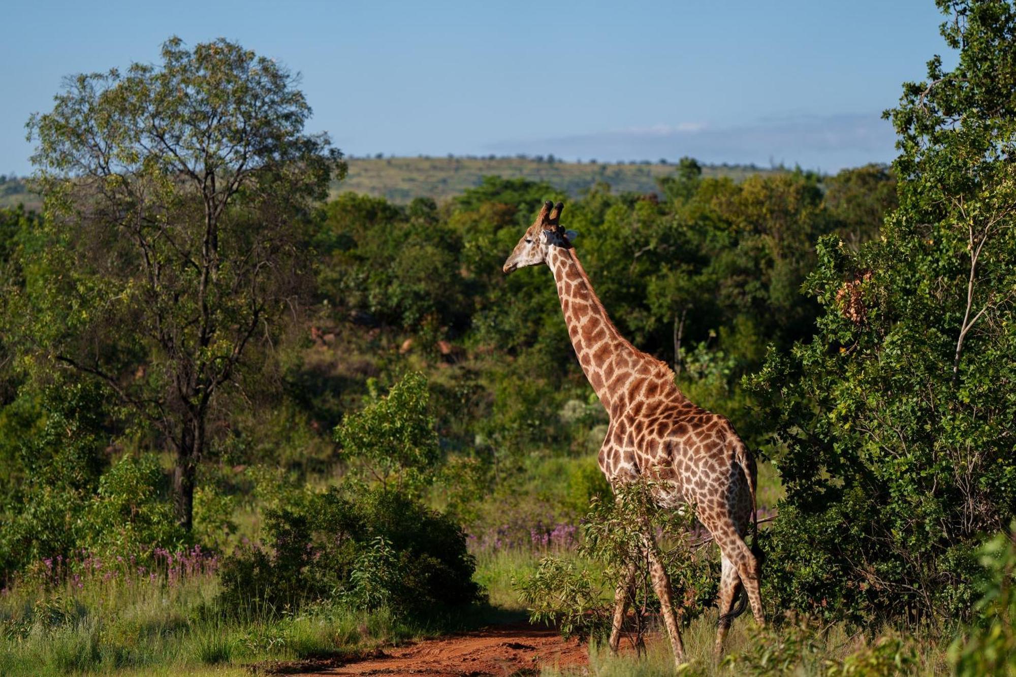 Sediba Luxury Safari Lodge 威尔吉旺登禁猎区 外观 照片