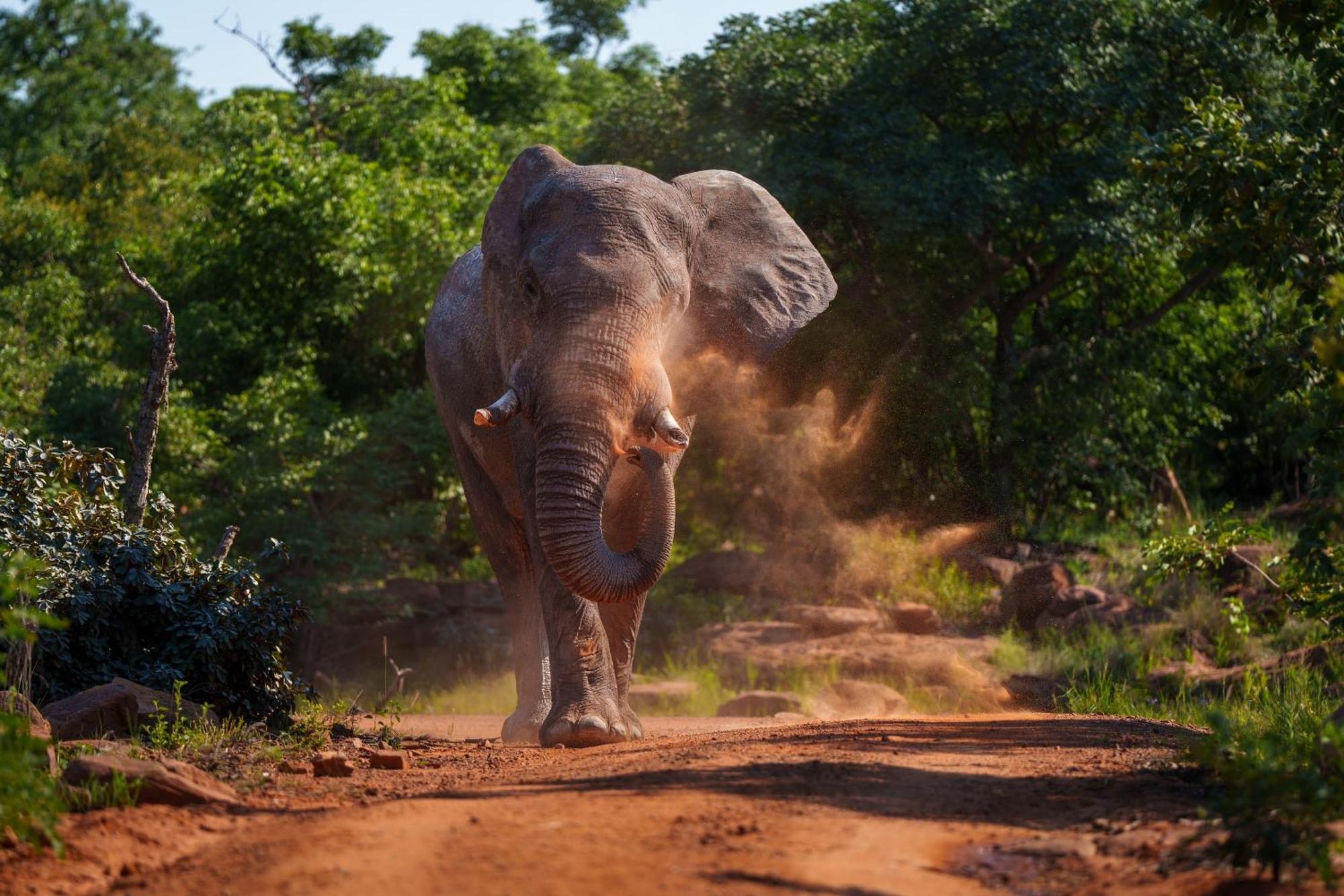 Sediba Luxury Safari Lodge 威尔吉旺登禁猎区 外观 照片